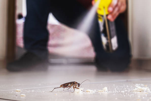 Best Flea Control Services  in Salamanca, NY